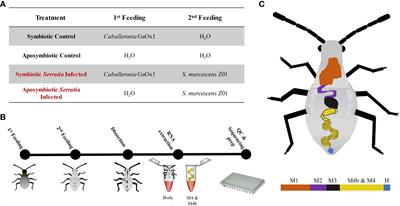 Differential gene expression in the insect vector Anasa tristis in response to symbiont colonization but not infection with a vectored phytopathogen